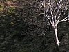 Der Silberne Baum.JPG